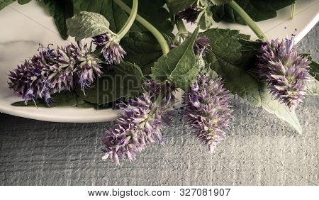Lofant Lophanthus Anisatus Is A Medicinal Plant With Bio-stimulating Effect
