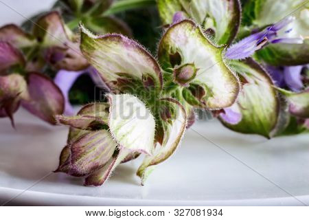 Sage - A Medicinal Plant With Antiseptic Action