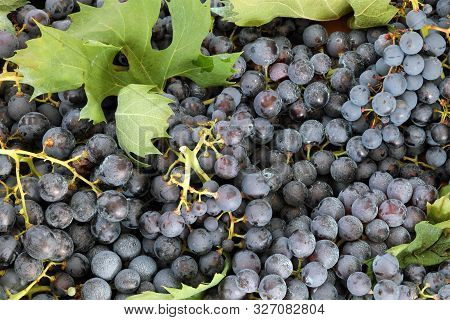 Background Of Red Grapes With Green Leaves After The Harvest