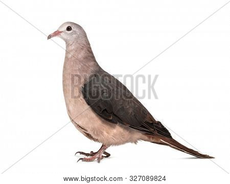 Pink pigeon, Nesoenas mayeri standing against white background