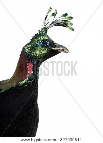 Himalayan monal, Lophophorus impejanus, also known as the Impeyan monal and Impeyan pheasant against white background