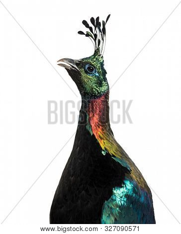 Himalayan monal, Lophophorus impejanus, also known as the Impeyan monal and Impeyan pheasant against white background