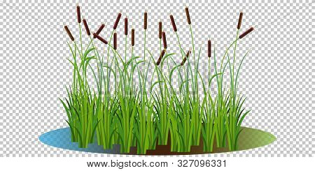 Reed Bushes In The Swamp Vector Illustration Transparent Background. Cartoon Props And Landscape Dec