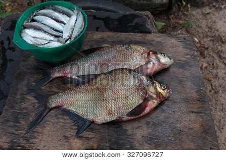 Fresh Caught Fish Large Bream And Vendace Still Life