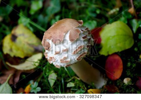 Shaggy Parasol In The Garden In The Autumn