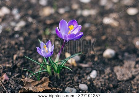 Blooming Purple Crocuses Crocus Veluchensis In Early Spring. Spring Background.