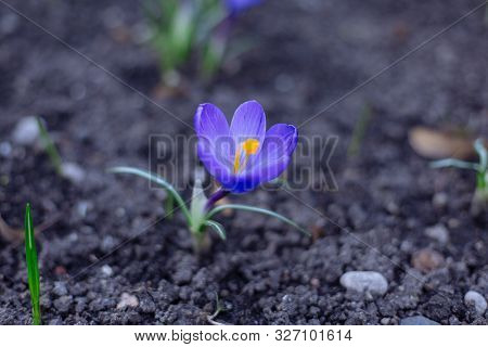 Blooming Blue Crocuses Crocus Veluchensis In Early Spring. Spring Background.