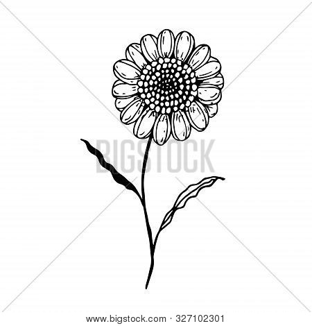 Beautiful Monochrome Black And White Sunflower Isolated On White Background. Hand-drawn Contour Line