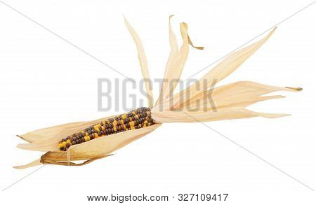 Decorative Indian Corn With Yellow And Brown Niblets, Surrounded By Dried, Papery Husks, On A White 