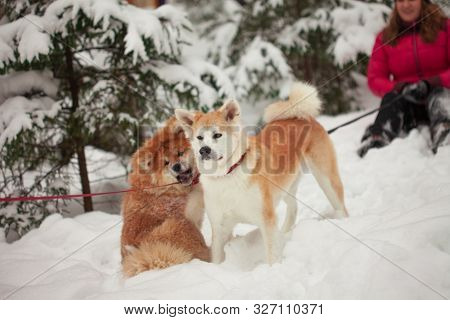 Portrait With A Cute Fluffy Puppy. Winter Walk With A Dog. Young Woman Walks With The Puppy, Snowy W