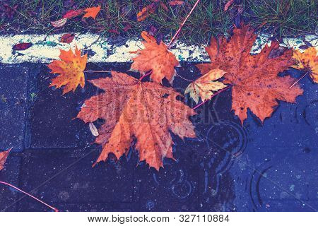 On The Street. Maple Leaf Lies In A Puddle. It's Raining. Autumn. A White Stripe Separates The Sidew