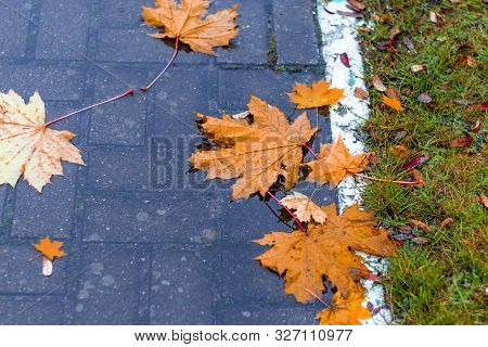 On The Street. Maple Leaf Lies In A Puddle. It's Raining. Autumn. A White Stripe Separates The Sidew