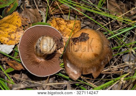 Cortinarius Mushroom. Mushroom Grows In A Dark Dense Oak Forest. Mushroom Closeup. Soft Selective Fo