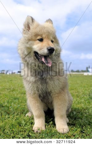 Eurasier štěně