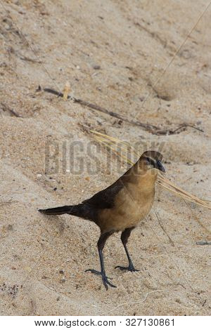 Brown Female Crackle Walking In Sand At North Carolina Beach