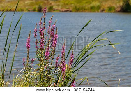 Purple Loosestrife (lythrum Salicaria) Flowers On A Lakeshore