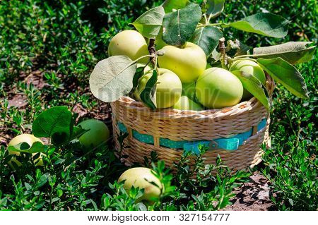 Fresh Ripe Apples In Basket On The Green Grass. Harvesting Concept