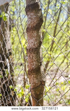 Tree Trunk Ingrown Into A Mesh Fence
