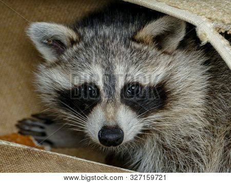 Baby raccon is looking out from garbage