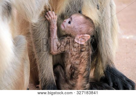 Baby Gray Langur (semnopithecus Entellus, Aka Common Langur) Clinging To Its Mother. Ranthambore, In