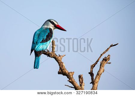Woodland Kingfisher Sitting High Up In A Dead Tree With Bright Blue Background