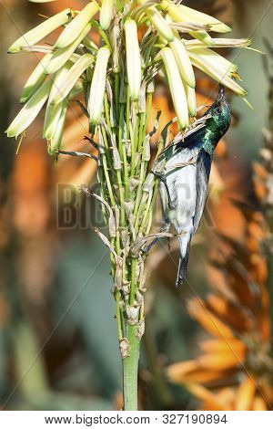 White-bellied Sunbird Sitting On An Aloe With Orange Flowers In Sun