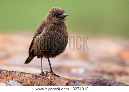 Single Ant Eating Chat Close-up Standing On A Rock