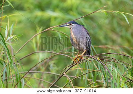 Single Green-backed Heron Sitting On Hanging Branches