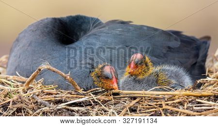 Red Knobbed Coot Sitting On A Nest With Two Chicks Protecting