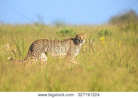 Lone Cheetah Stalking Its Prey Through Long Grass Of A Veldt