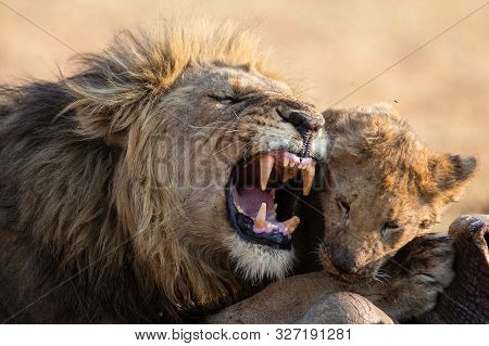 Lion Male With A Huge Mane Play With His Cub On A Carcass
