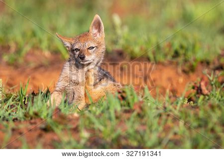 Lone Black Backed Jackal Pup Standing In Short Green Grass To Explore The World