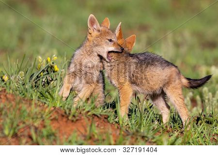 Two Black Backed Jackal Puppies Play In Short Green Grass To Develop Skills
