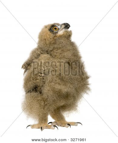 Puchacz - Bubo Bubo (6 tygodni)