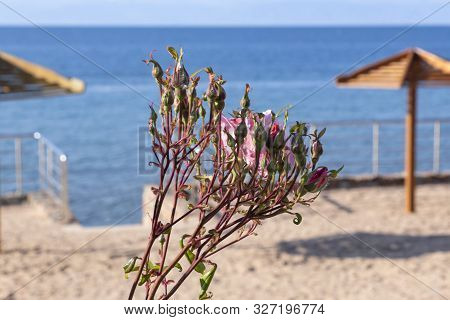 Buds And Pink Rose Flower On Background Of Parasols On The Beach Of Lake Issyk-kul. Kyrgyzstan