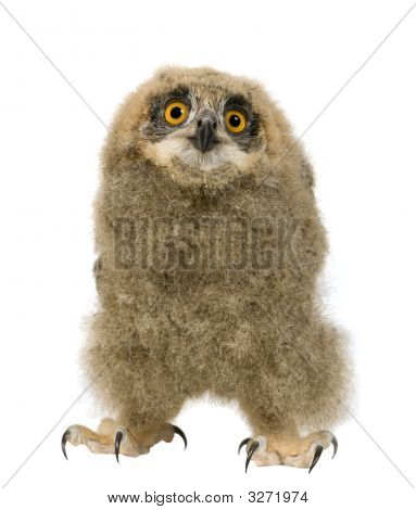 Puchacz - Bubo Bubo (6 tygodni)