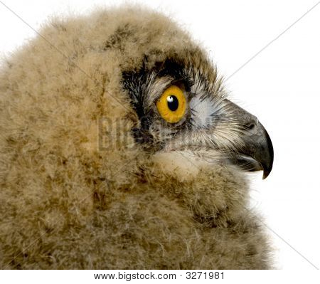 Puchacz - Bubo Bubo (6 tygodni)