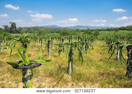 Dragon In The Garden.  Dragon Fruit On Plant, Raw Pitaya Fruit On Tree, A Pitaya Or Pitahaya Is The 