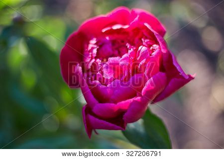 Abstract Background Of Natural Flowers, A Red Peony Flower Close-up In Nature