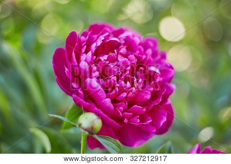 Abstract Background Of Natural Flowers, A Red Peony Flower Close-up In Nature