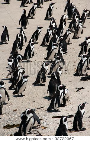Pinguino africano a Boulders Beach