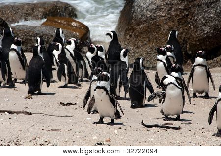Pinguino africano a Boulders Beach