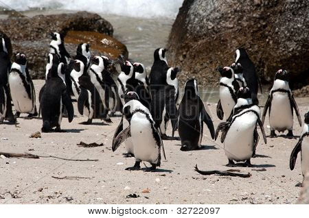 Pinguino africano a Boulders Beach