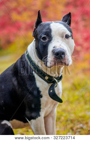 Amstaff Dog On A Walk In The Park. Big Dog. Bright Dog. Light Color. Home Pet. Black And White Dog