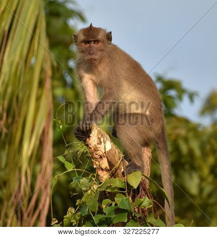 Lookout Macaque Monkey On A Treetop Guardiing His Family