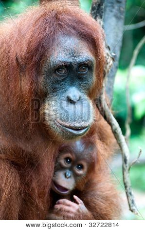 オランウータン