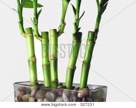 Lucky Bamboo Close Up
