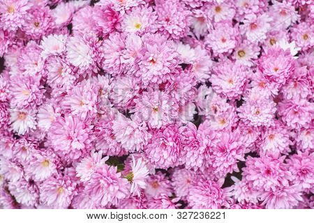 Red Chrysanthemums Bunch In Floral Shop, Seamless Pattern Flowers Background. Bouquet Of Red-yellow 