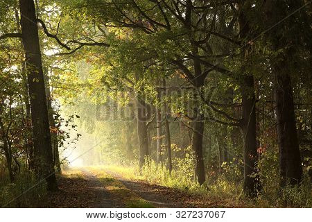 Road path autumn forest Nature landscape Nature tree sunrise Nature background landscape Nature background woods Nature landscape Nature background landscape Nature landscape Nature background landscape Nature background Nature landscape Nature landscape.