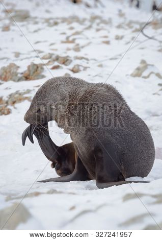 The Antarctic Fur Seal With Opening Mouth Sitting On The Snow, Argentine Islands Region, Galindez Is